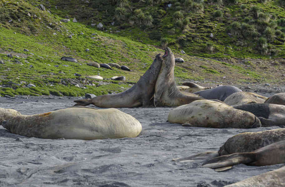 Elefante Marino - islas Georgias del Sur 07.jpg